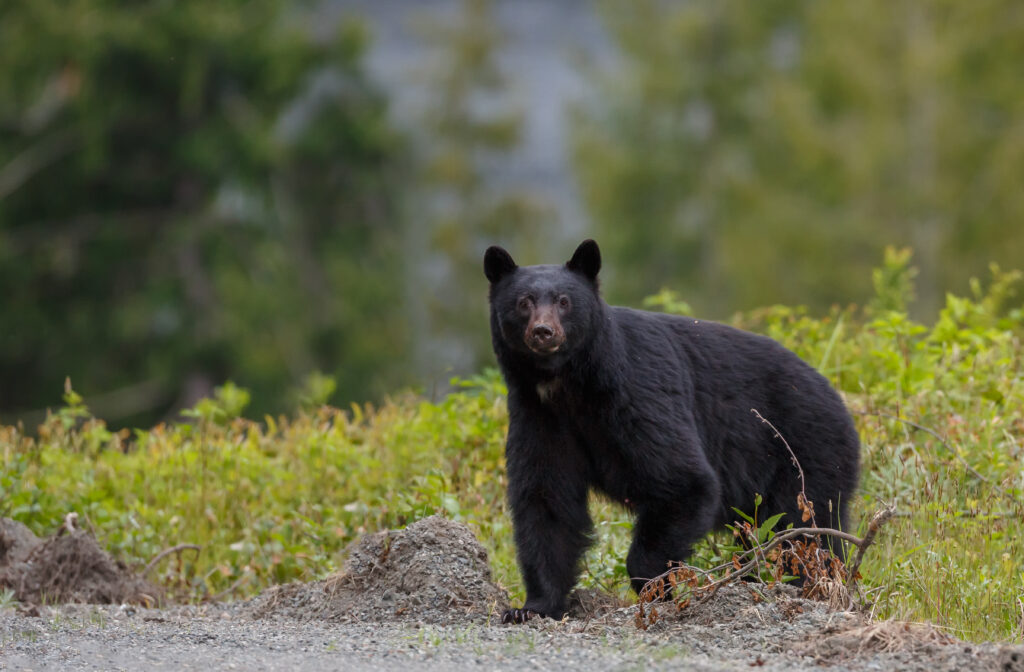Seeing bears in the Smoky Mountains